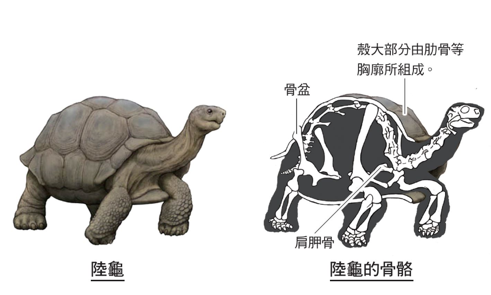 乌龟的壳由肋骨与脊椎所组成,形状就像一块板子,称为「骨质层.