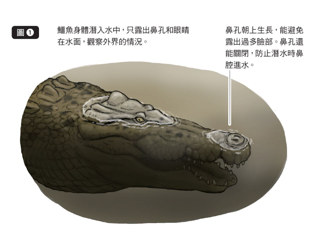 98+ 图片 鱷魚 新的 96 超獵奇!如果人變成鱷魚—立刻擁有世界上最強咬合力::專欄推薦-三采文化