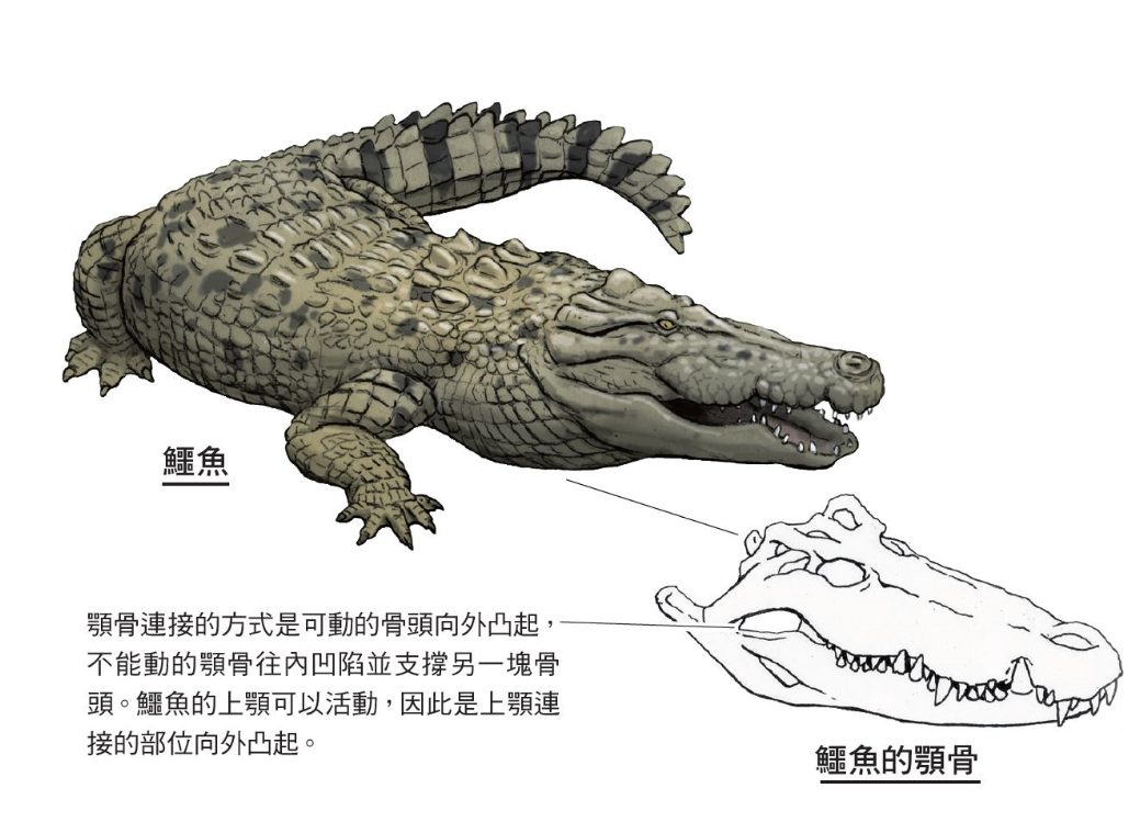 98+ 图片 鱷魚 新的 4 超獵奇!如果人變成鱷魚—立刻擁有世界上最強咬合力::專欄推薦-三采文化