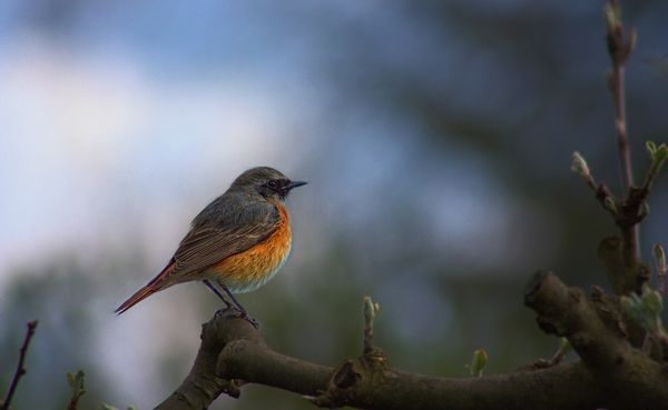 common-redstart-phoenicurus-phoenicurus-bird-garden.jpg common-redstart-phoenicurus-phoenicurus-bird-garden.jpg