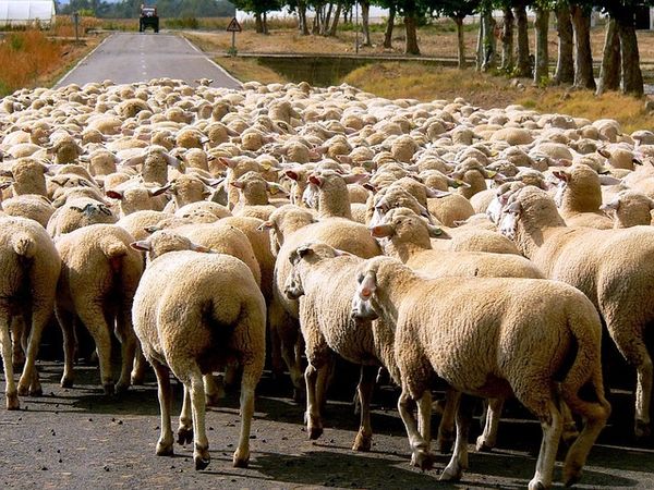 sheep-13779_640.jpg