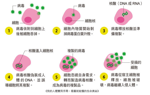 病毒入侵.jpg